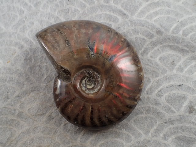 最高品質アンモナイト(Red Fire Ammonite) (学名　：　Cleoniceras sp) Ambarimaniga, Majunga, Madagascar 産