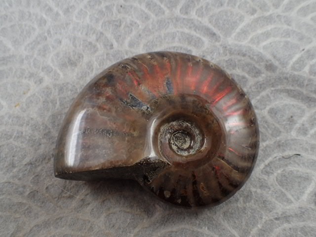高品質アンモナイト(Red Fire Ammonite) (学名　：　Cleoniceras sp) Ambarimaniga, Majunga, Madagascar 産