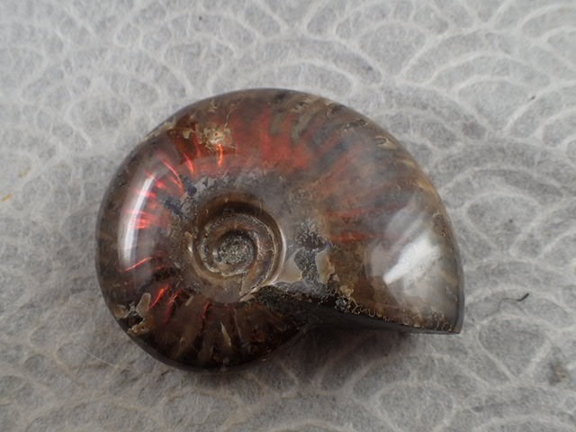 最高品質アンモナイト(Red Fire Ammonite) (学名　：　Cleoniceras sp) Ambarimaniga, Majunga, Madagascar 産