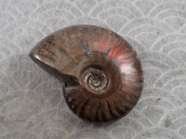 最高品質アンモナイト(Red Fire Ammonite) (学名　：　Cleoniceras sp) Ambarimaniga, Majunga, Madagascar 産