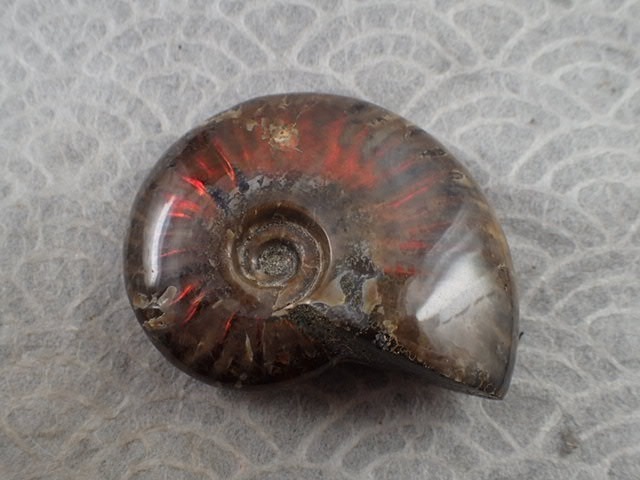最高品質アンモナイト(Red Fire Ammonite) (学名　：　Cleoniceras sp) Ambarimaniga, Majunga, Madagascar 産