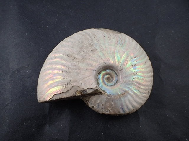 レインボーアンモナイト化石(Ammonite Fossil) (Cleoniceras sp 