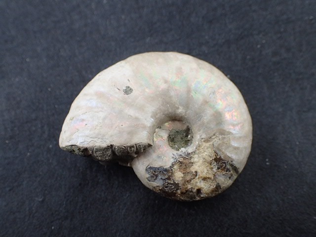 最高品質レインボーアンモナイト化石(Ammonite Fossil) (Cleoniceras sp) Ambarimaniga, Majunga,  Madagascar 産 寸法 ： 32.2X24.4X9.7mm/10.8g : b000174 : VECSTONECLUB - 通販 -  Yahoo!ショッピング