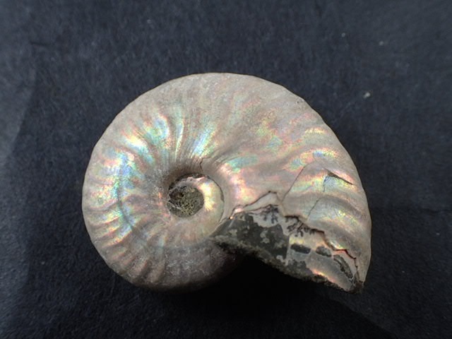 最高品質レインボーアンモナイト化石(Ammonite Fossil) (Cleoniceras sp) Ambarimaniga, Majunga,  Madagascar 産 寸法 ： 37.6X29.4X12.2mm/18.2g : b000491 : VECSTONECLUB - 通販 -  Yahoo!ショッピング