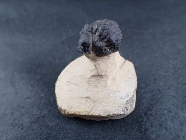 MF 化石 三葉虫 超レア! 高品位! オクラホマ産 ディクラヌルス!!