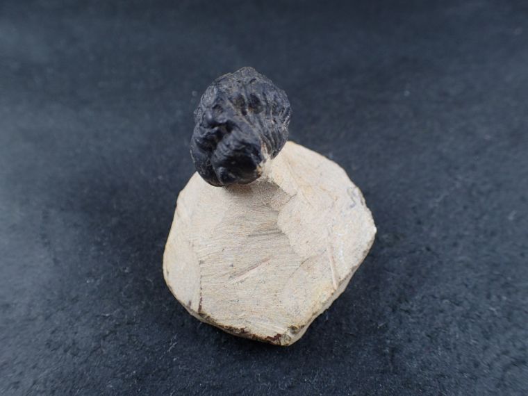 三葉虫 化石(Trilobite Fossil)(学名 : Phacoida.sp) 時代 三葉虫 化石(Trilobite Fossil)(学名 : Phacoida.sp) 時代
