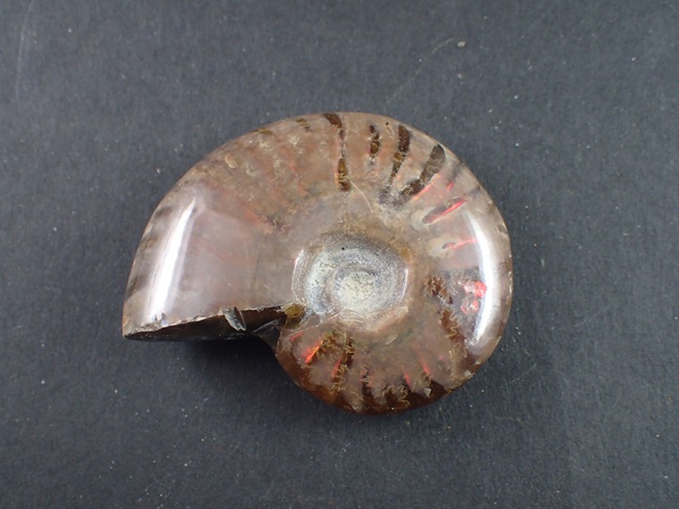 アンモナイト化石（Red Fire Ammonite)(学名：Cleoniceras sp) 　Ambarimaninga, Ma junga,  Madagascar 産　寸法：４９．２X３９．７X１５．０ｍｍ/３５ｇ