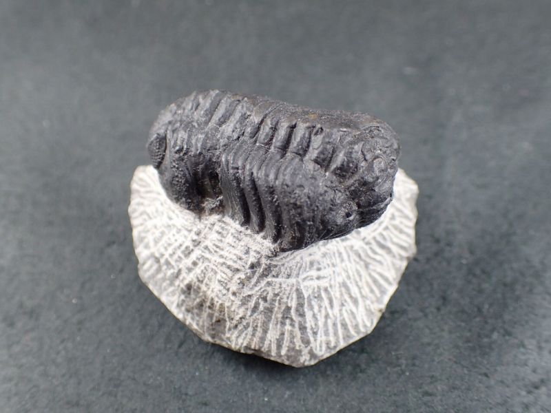 三葉虫　化石　fossil　ボリビア産　トライロバイト　三葉虫個体⑨ Trilobite Fossil (Trilobite Fossil) - Rock Identifier