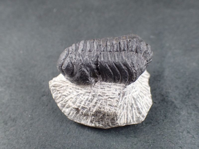 三葉虫　化石　fossil　ボリビア産　trilobite　ノジュール判別⑩ 三葉虫 化石 fossil ボリビア産 trilobite ノジュール種類⑩