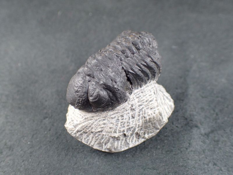 三葉虫　化石　fossil　ボリビア産　trilobite　ノジュール管理⑤ 三葉虫 化石 fossil ボリビア産 trilobite Bolivia化石⑧