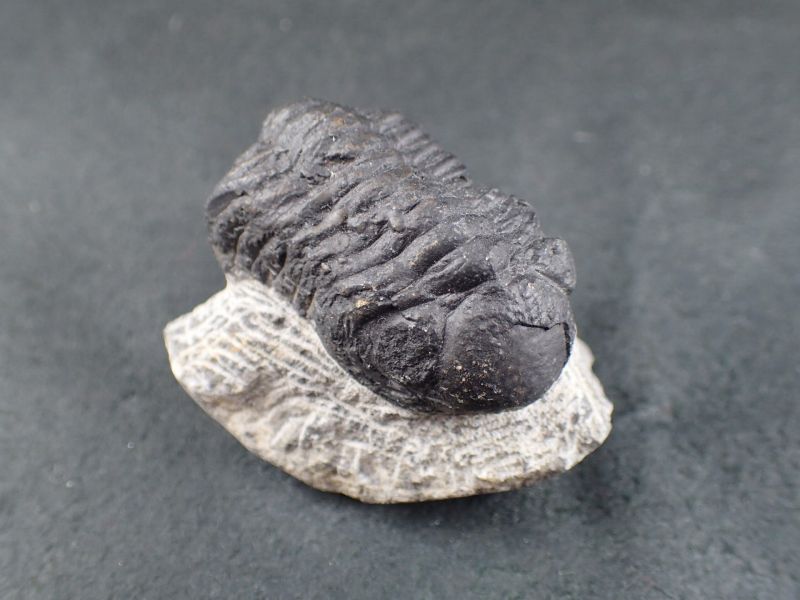 三葉虫 化石（Trilobite Fossil)（学名 ： Phacops sp） 時代