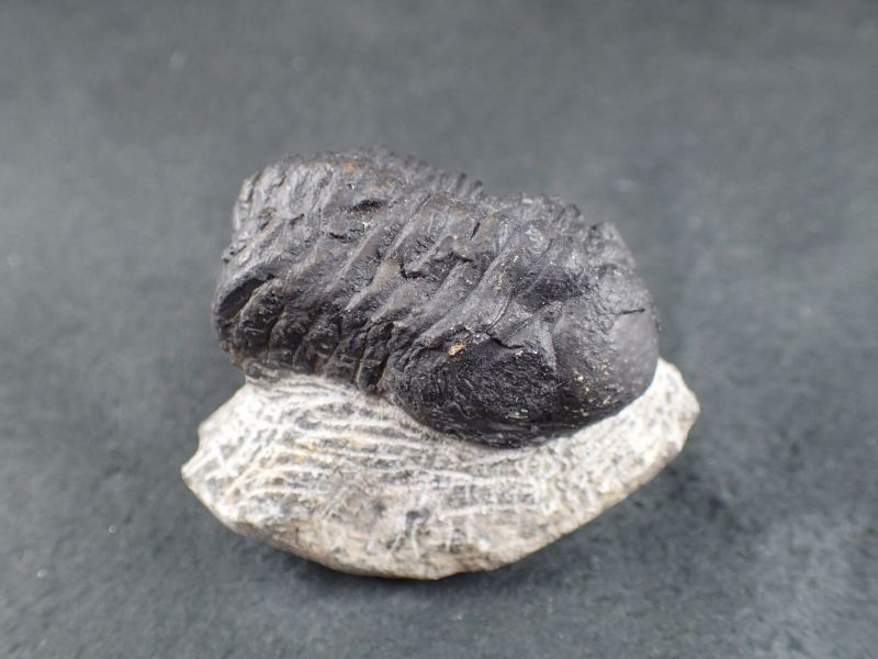 三葉虫　化石　ボリビア産　南アメリカ　trilobite　南米産fossil② 三葉虫 化石 ボリビア産 南アメリカ trilobite Bolivia三葉虫⑦