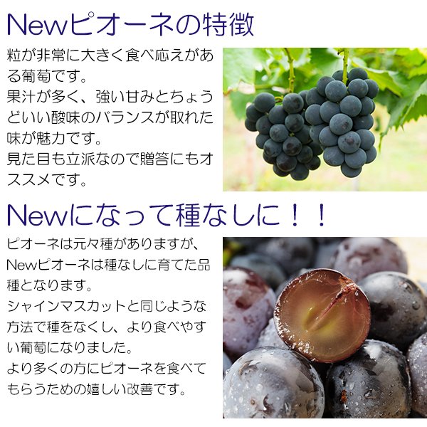 New ピオーネ 岡山県産 ぶどう 贈答用 赤秀品 1房 500g 種なし : pione