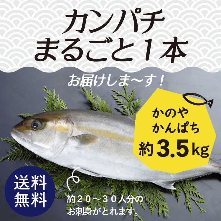 カンパチ 鹿児島県産 まるごと一本お届け 約3.5kg おつまみ ポイント消化 食品 お試し グルメ ご飯のお供 お取り寄せ  :tok-1501:薩摩の恵 - 通販 - Yahoo!ショッピング