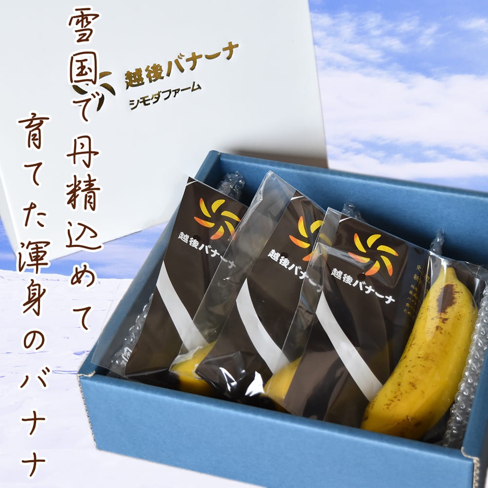 バナナ 国産無農薬 新潟県産 越後バナーナ 約500gギフトボックス 皮 