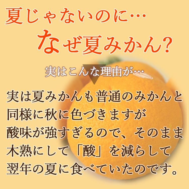 夏みかん 静岡県産 スルガエレガント 約10kg 美味しい 夏ミカン 夏蜜柑