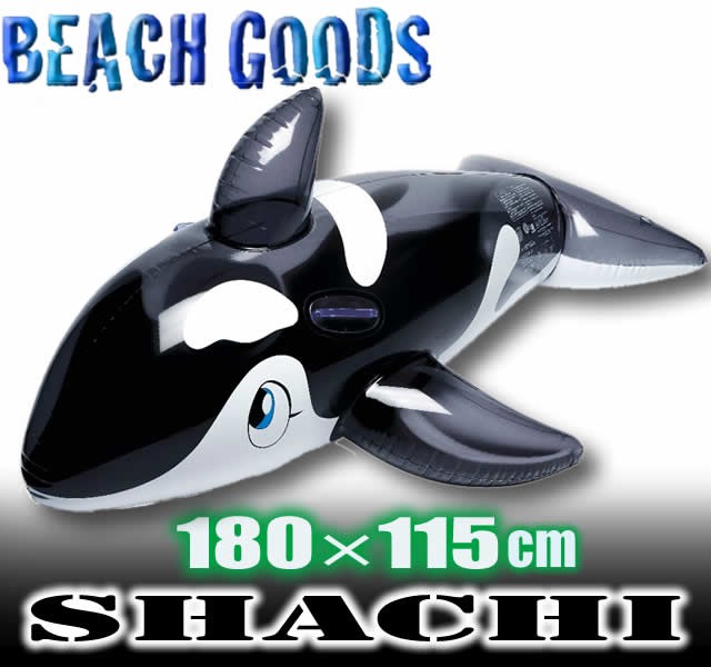 shachi-1.jpg shachi-1.jpg