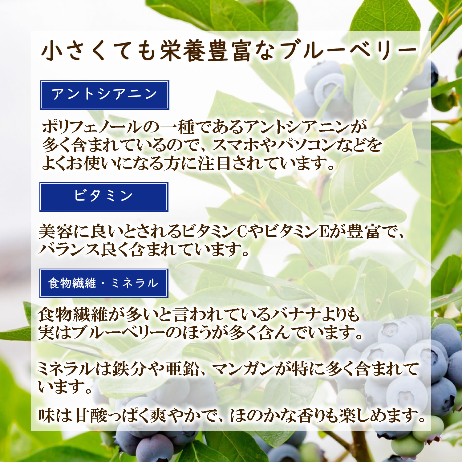 栄養豊富なブルーベリー｜ヴィーナース