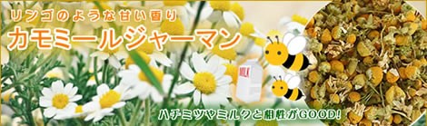 ジャーマンカモミールは、緑の薬箱といわれる幸せハーブ|美と健康のヴィーナース