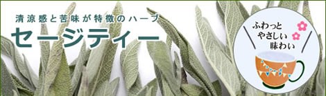 セージティーは、銀灰色のリーフが綺麗な女性の諸症状におすすめのハーブティー|美と健康のヴィーナース