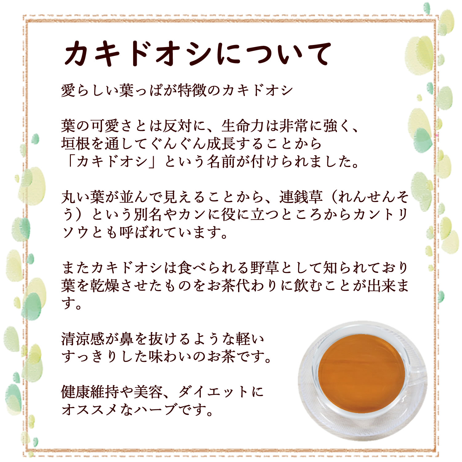 ヴィーナース（Venurse） カキドオシ茶 12ティーバッグ 送料無料 農薬