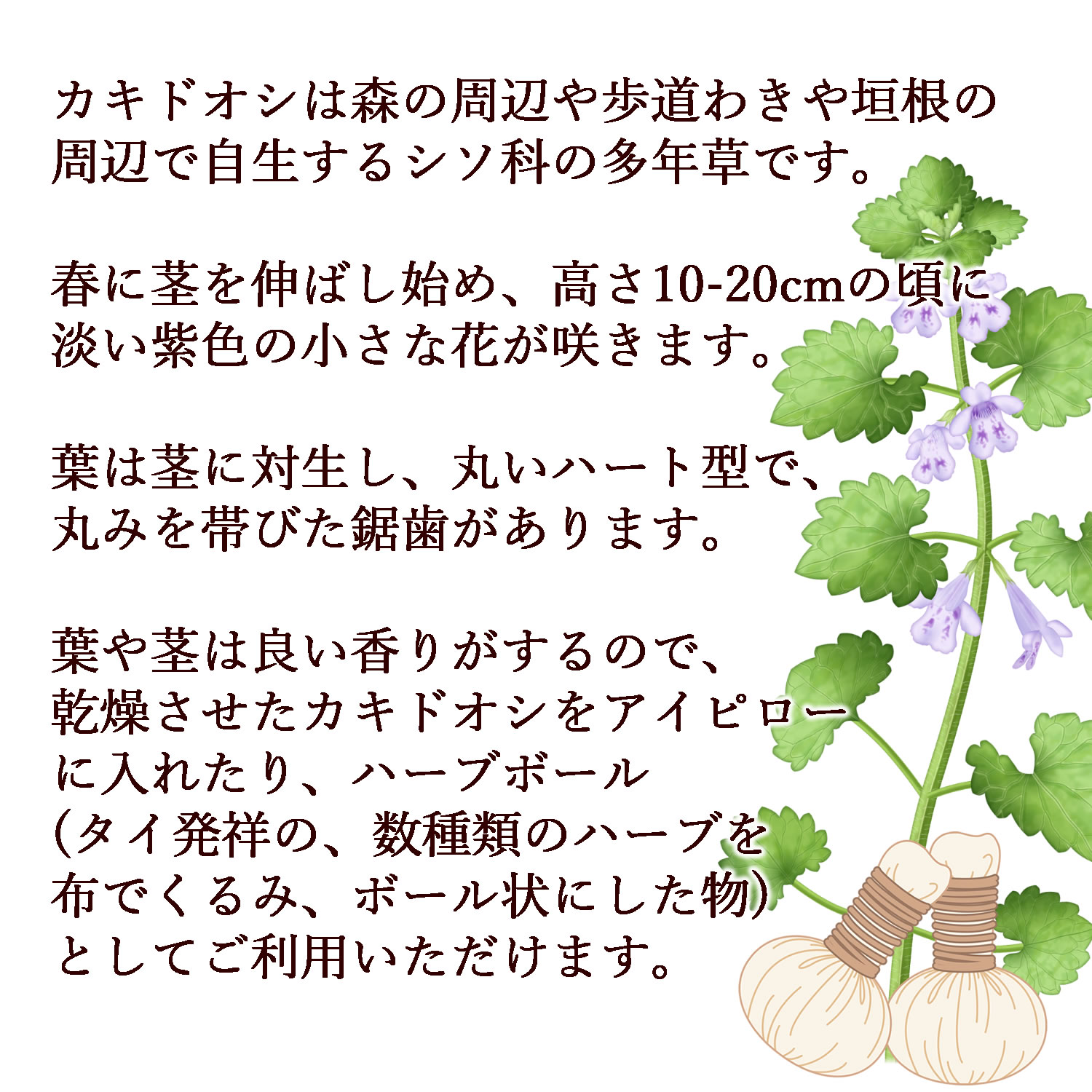 ヴィーナース（Venurse） カキドオシ茶 12ティーバッグ 送料無料 農薬