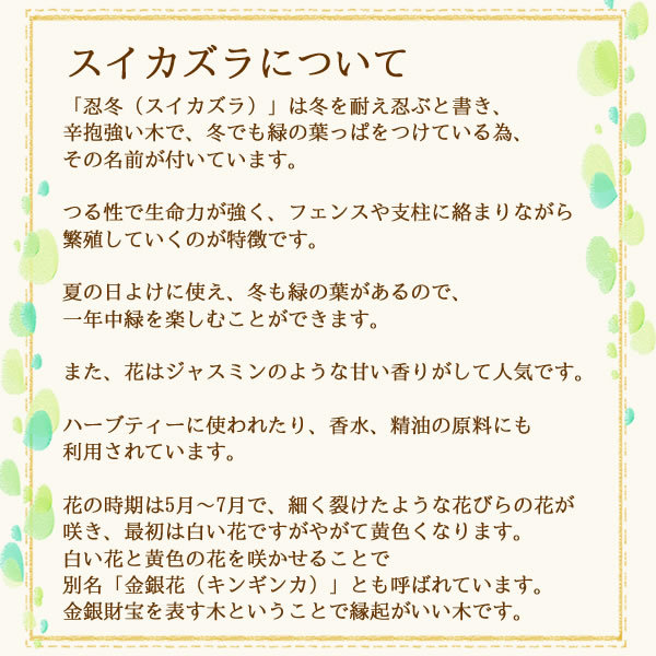 スイカズラティーについて｜美と健康のヴィーナース