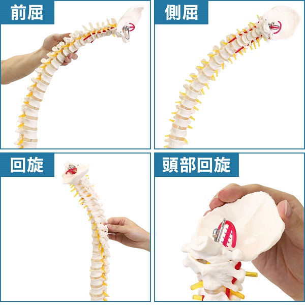 人体模型 脊髄骨盤模型 90cm 実物大 吊り下げ 台座付き 後頭骨 