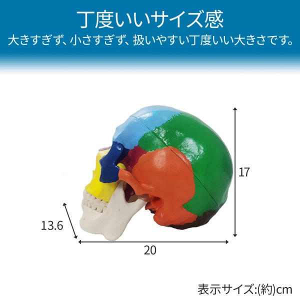 頭蓋骨 模型 カラー 分解 歯科 耳鼻科 眼科 頭蓋骨模型 顎 関節 分解 