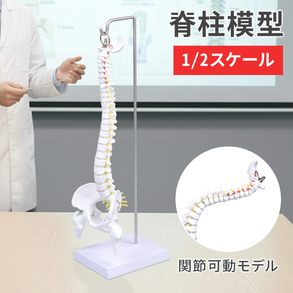 脊椎 模型 曲がる 人体模型 1/2 脊椎骨盤 骨盤 骨 45センチ 脊髄骨盤