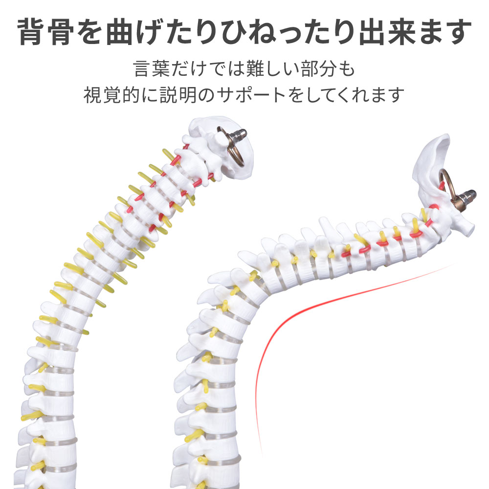 脊椎 模型 曲がる 人体模型 1/2 脊椎骨盤 骨盤 骨 45センチ 脊髄骨盤