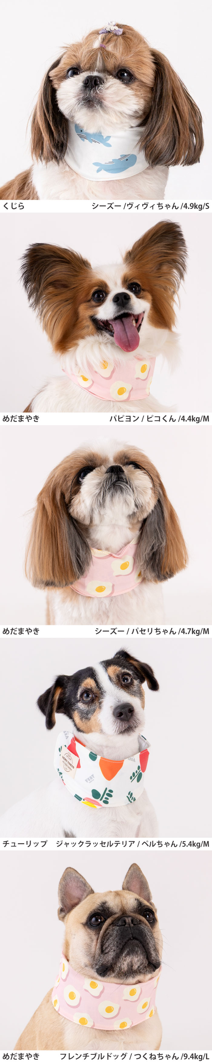 モデル犬画像1