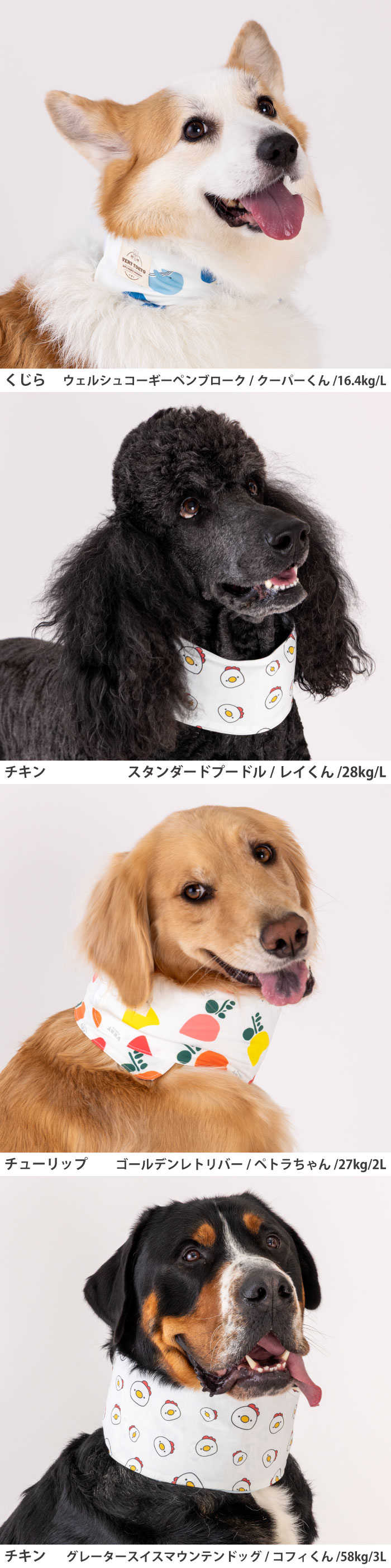 モデル犬画像2