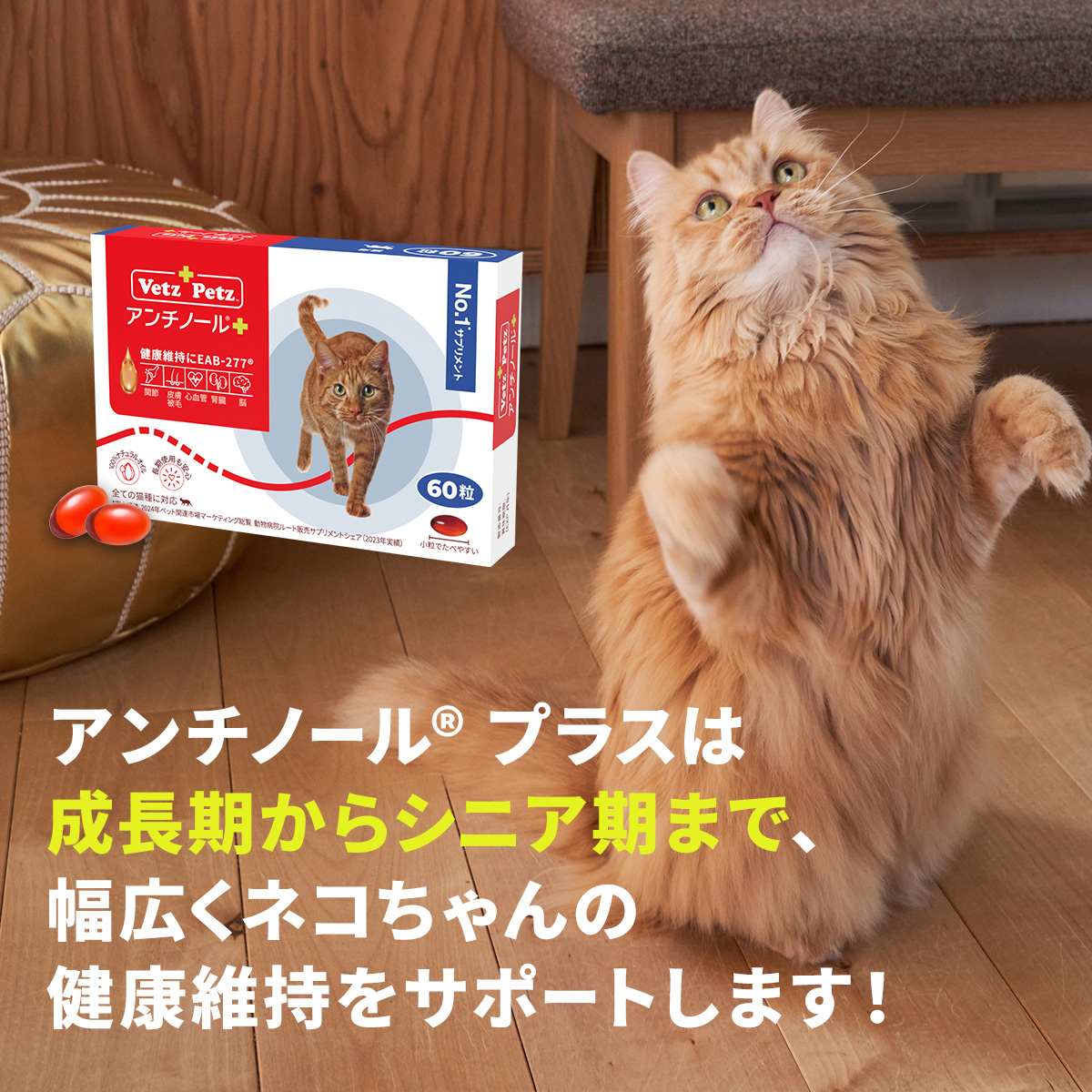 Vetz Petz 公式 アンチノール プラス 猫用 サプリメント 60粒