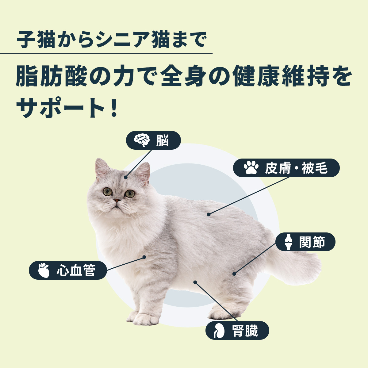 Vetz Petz 公式 アンチノール プラス 猫用 サプリメント 60粒