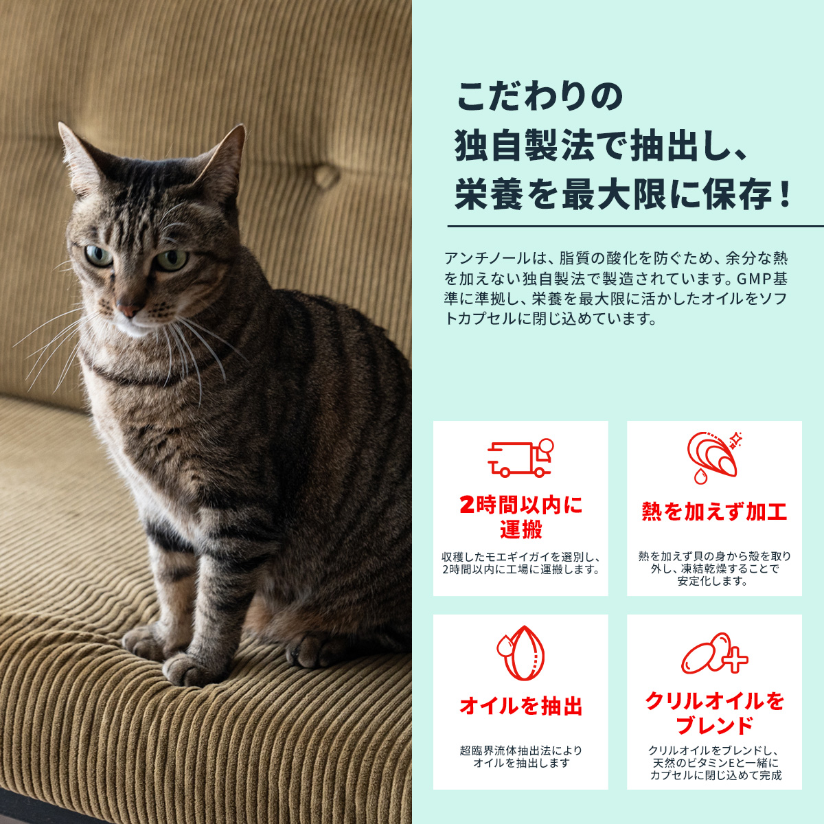 (即日発送)Vetz Petz 猫 アンチノールプラス 90粒×2箱 新品未開封】Vetz Petz アンチノール プラス 90粒 猫用サプリメント