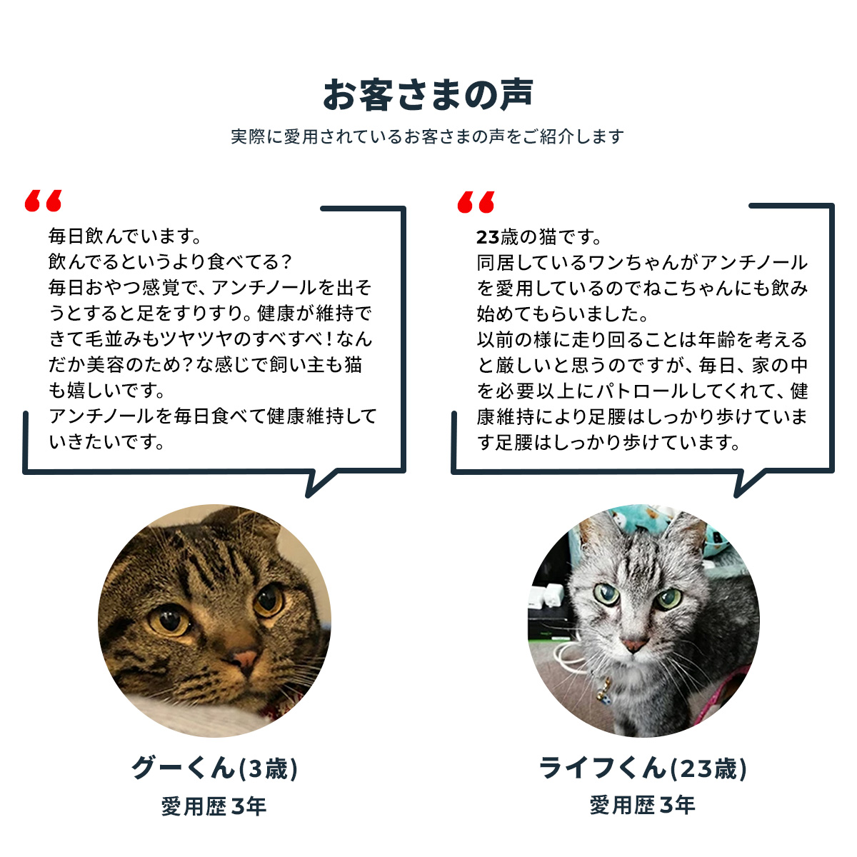 Vetz Petz 公式 アンチノール プラス 猫用 サプリメント 60粒