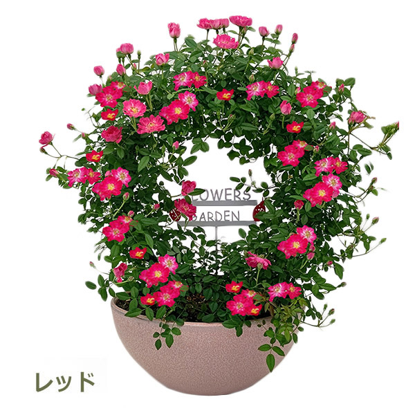 薔薇 クンツァイト #Kunzite . . 柔らかなソフトピンクの花色に抱え