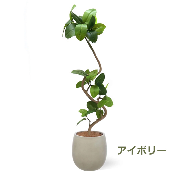 高級品種　観賞用植物セット一部除く販売！ 楽天市場】【ふるさと納税】初心者の人にもお勧め！ エコ・ポチ