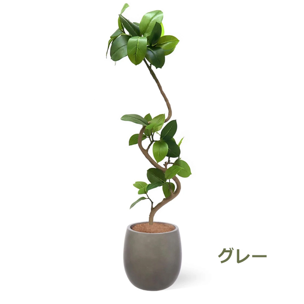 フィカス アルテシマ 合成樹脂鉢 お皿付き フェイクグリーン 観葉植物 人工観葉植物 造花 卓上 フィカス