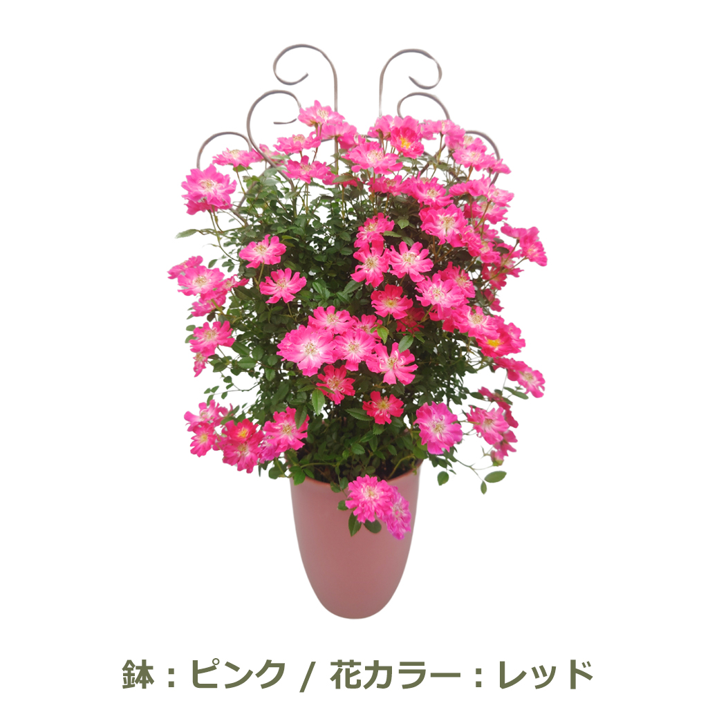 母の日 プレゼント ギフト 予約 鉢植え 寄せ植え 生花 花 フラワー