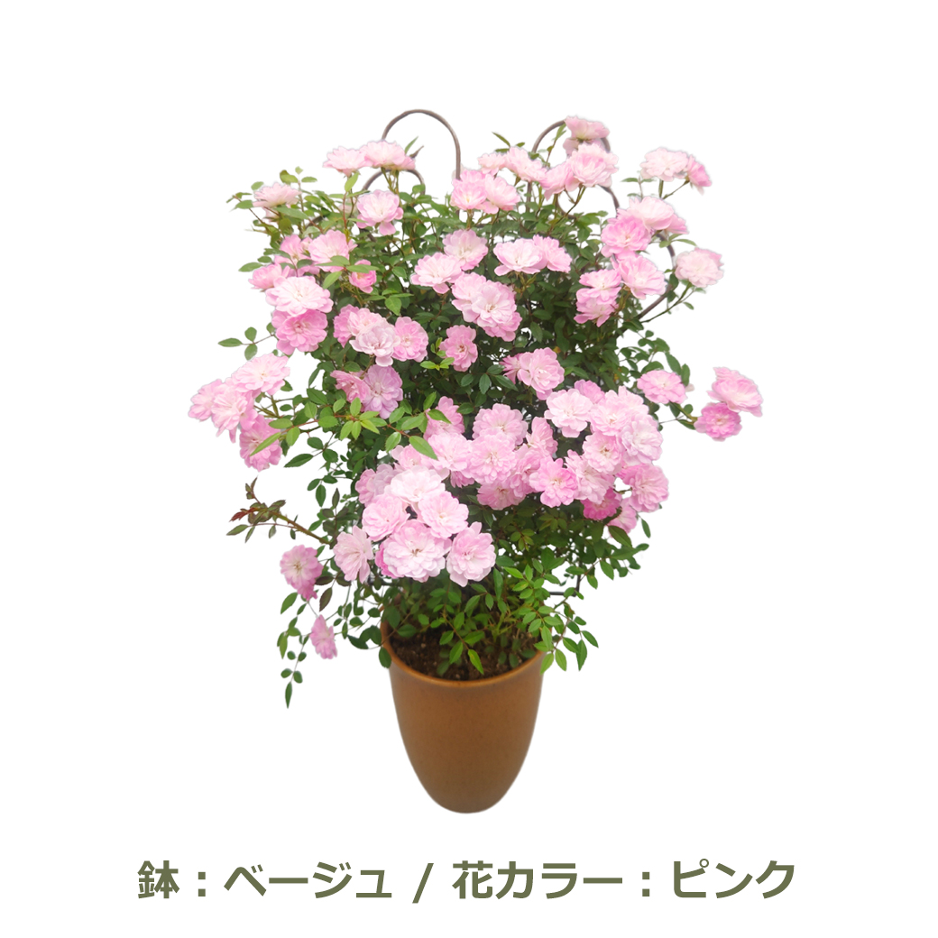 母の日 プレゼント ギフト 予約 鉢植え 寄せ植え 生花 花 フラワー