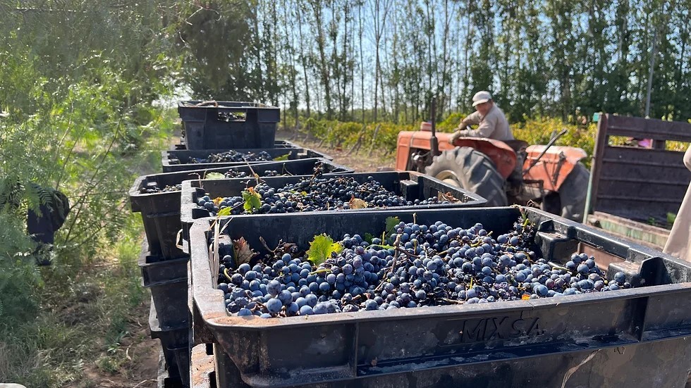 チンチェロ トロンテス アルゼンチン 白ワイン 2021 オーガニック