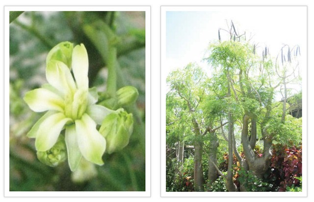 モリンガ茶 30包