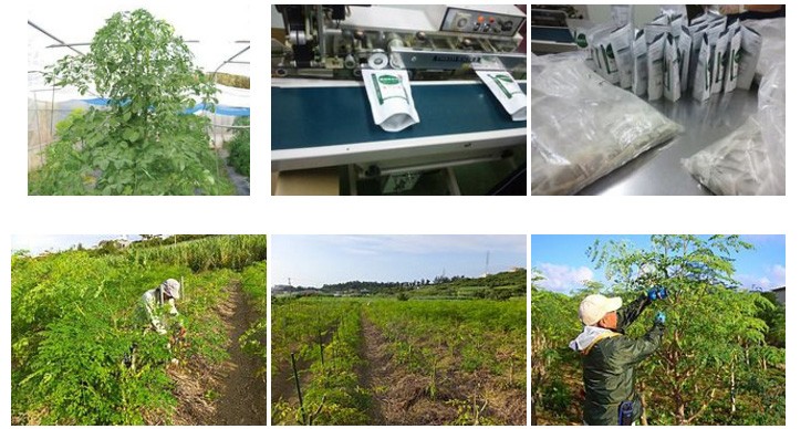 モリンガ茶 30包