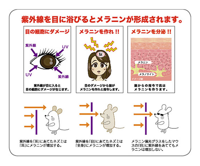 Prince（プリンス） メンズ レディース メラニン偏光レンズ付き
