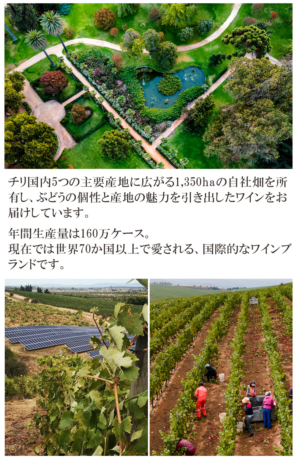 チリ ロゼス パークリング
