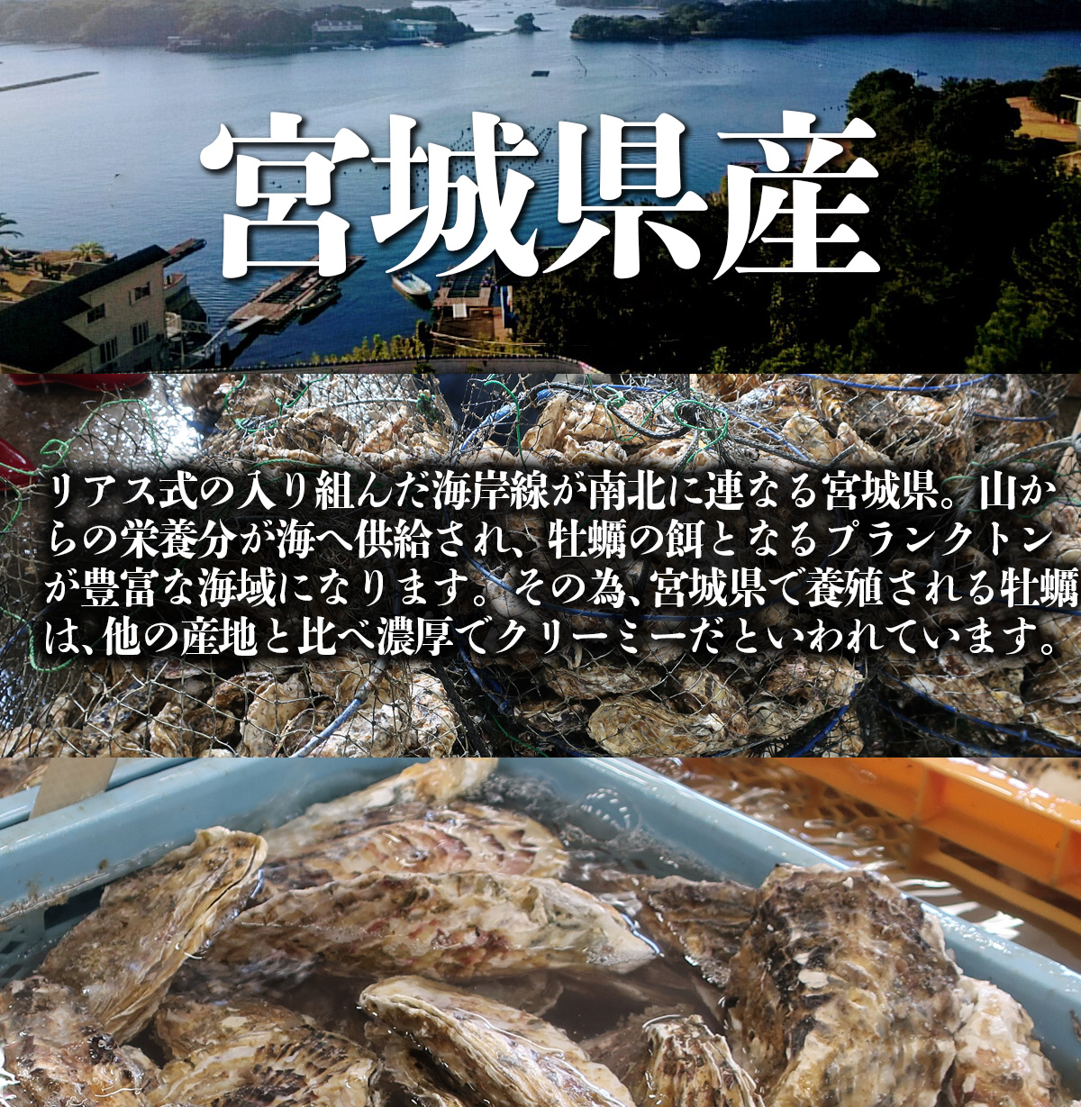 牡蠣 宮城県 三陸