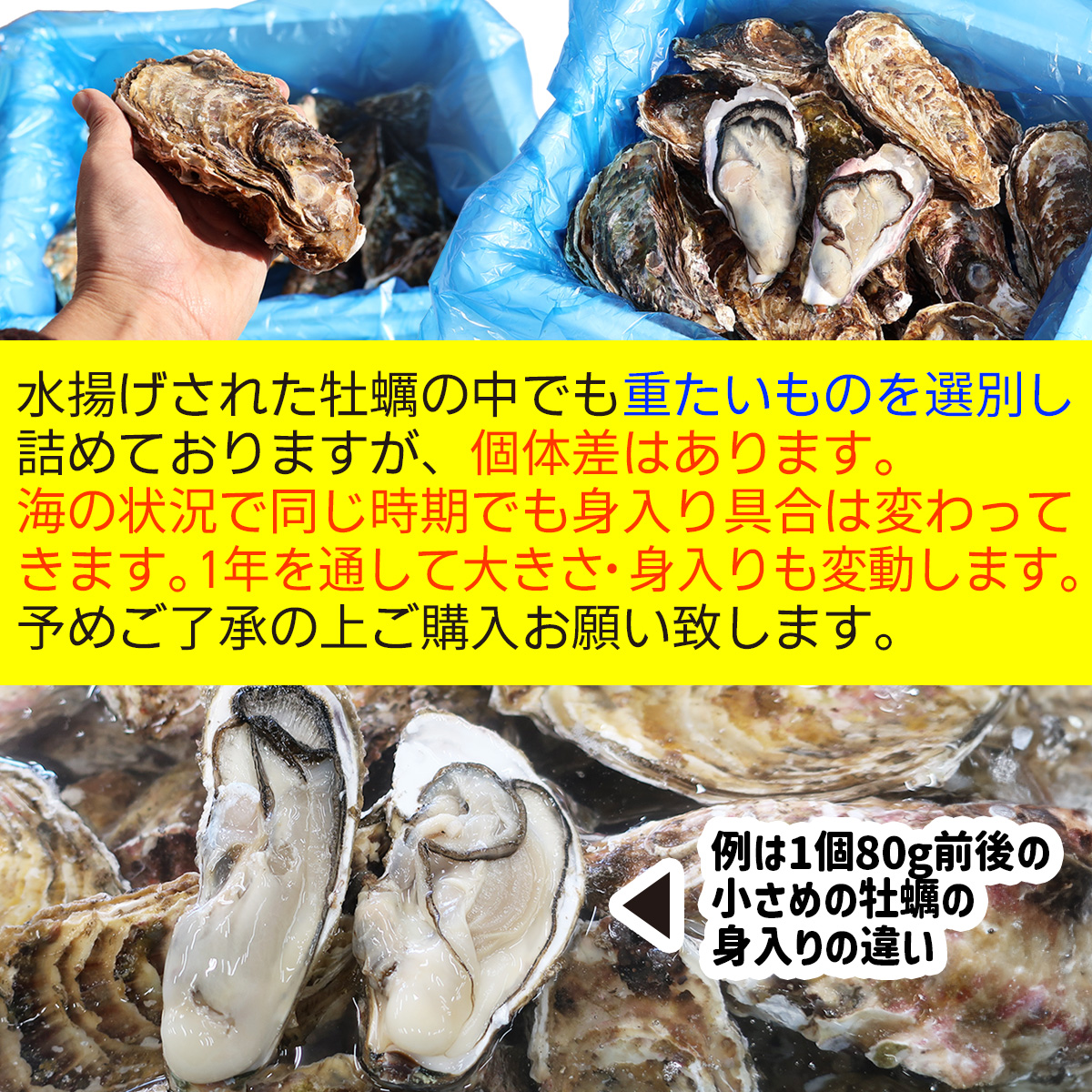 牡蠣 身入り 確認 個体差あり