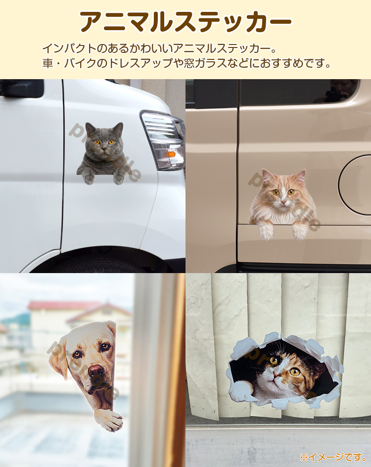 猫 ステッカー 両面印刷 スコティッシュ 覗き込む猫 ガラス 装飾
